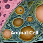 The Comprehensive Guide to Animal Cell