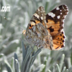 www. durostech .com